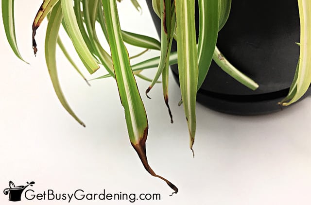 tips-of-spider-plant-turning-brown.jpg